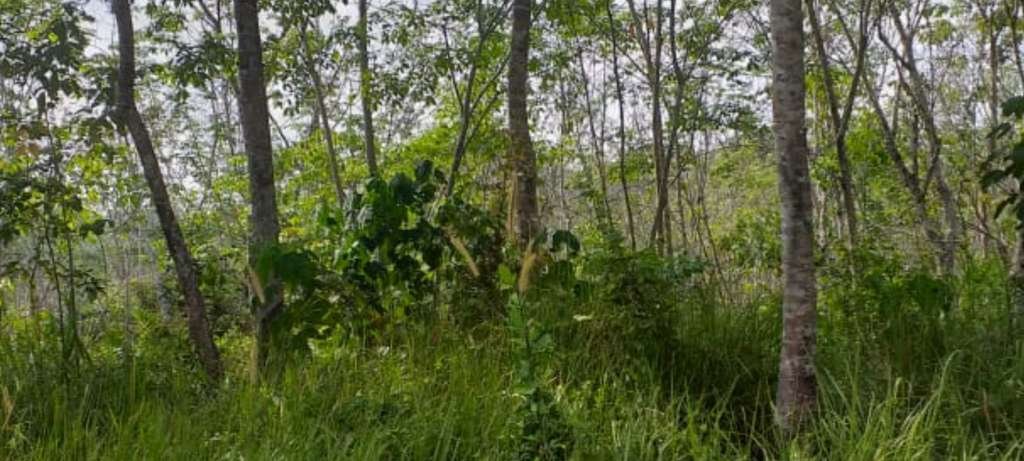Stop Jual Beli Tanah Garapan HGU Eks PT. Cikencreng, Himbauan Camat Mande Jadi Bola Panas