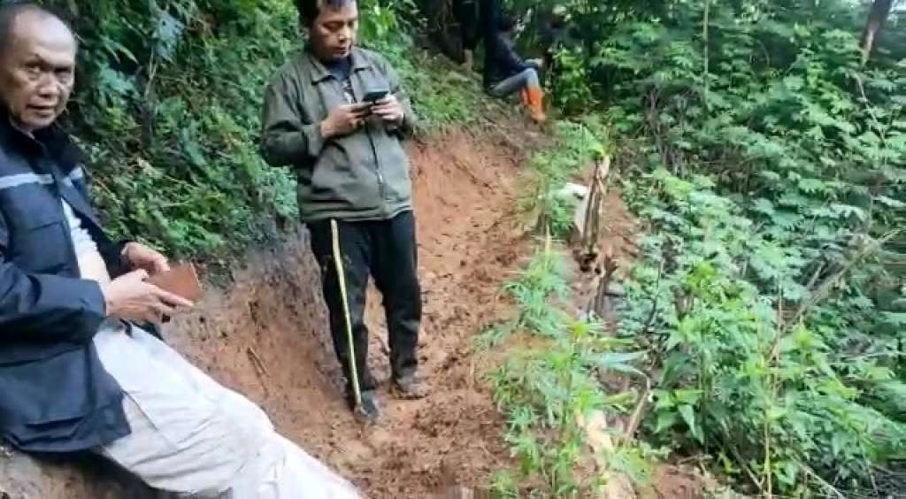 Eh Kecolongan! Perum Perhutani Akui Tanaman Ganja Ada di Lahan Perhutani