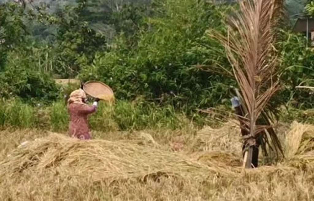 Empat Cara Antisipasi Kekeringan dan Gagal Panen
